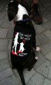TML Photo Dog Tee